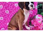 Boxer Puppy for sale in Fort Wayne, IN, USA