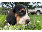 Basset Hound Puppy for sale in Springfield, MO, USA