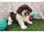 Havanese Puppy for sale in Springfield, MO, USA