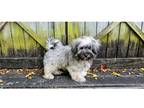 Havanese Puppy for sale in Springfield, MO, USA