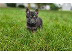 German Shepherd Dog Puppy for sale in Fort Wayne, IN, USA