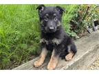 German Shepherd Dog Puppy for sale in Fort Wayne, IN, USA