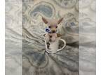 Chihuahua PUPPY FOR SALE ADN-807233 - Teacup Applehead Chihuahua Puppies