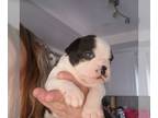 Boston Terrier PUPPY FOR SALE ADN-807317 - Boston Terrier Girl