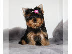 Yorkshire Terrier PUPPY FOR SALE ADN-807394 - Peaches