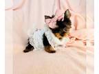 Yorkshire Terrier PUPPY FOR SALE ADN-807435 - Yorkies Teacups and Toys Tiny Ones