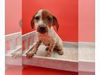Jack-Rat Terrier PUPPY FOR SALE ADN-807461 - Jack x Rat terrier puppies