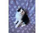 Marceline Domestic Shorthair Kitten Female