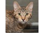 Flower Domestic Shorthair Young Female