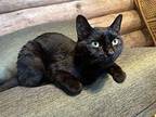 Lu Domestic Shorthair Adult Male