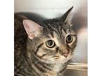 Sophee Domestic Shorthair Adult Female