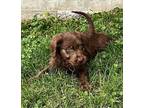 Opal Labradoodle Puppy Female