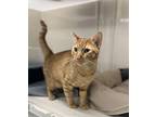 Merlin, Domestic Shorthair For Adoption In Larchmont, New York
