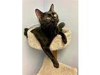 Midnight, Domestic Shorthair For Adoption In Brick, New Jersey