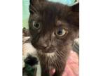 Adopt Bear a Domestic Short Hair