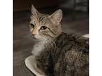 Adopt Winnie a Domestic Short Hair