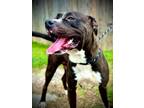 Adopt Daphane a Pit Bull Terrier, Boxer