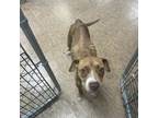 Adopt Candyland a Boxer, Pit Bull Terrier