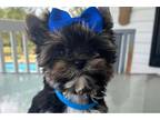 Yorkshire Terrier Puppy for sale in Myrtle Beach, SC, USA