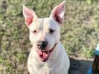 Adopt LACEY a American Staffordshire Terrier