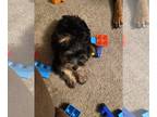 Yorkshire Terrier PUPPY FOR SALE ADN-806396 - Playful Yorkie Pup For Sale