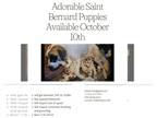 Saint Bernard PUPPY FOR SALE ADN-807415 - Saint Bernard Puppies For Sale