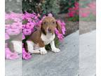 Dachshund PUPPY FOR SALE ADN-807494 - Dexter dachshund