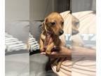Dachshund PUPPY FOR SALE ADN-807503 - Mini dachshund