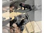 Labrador Retriever PUPPY FOR SALE ADN-807518 - Black Lab AKC Puppies in Whittier