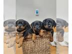 Rottweiler PUPPY FOR SALE ADN-807652 - German Rottweiler Puppies