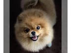 Pomeranian PUPPY FOR SALE ADN-807695 - Mia
