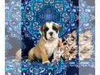 English Bulldog-Olde English Bulldogge Mix PUPPY FOR SALE ADN-807815 - Adorable