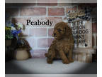 Poodle (Toy) PUPPY FOR SALE ADN-807832 - AKC Toy Poodle