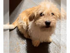 Schweenie DOG FOR ADOPTION ADN-807844 - Sweet Loving Best Friend Awaits Family