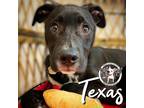 Adopt Texas Crutchfield a Pit Bull Terrier, Mixed Breed