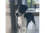 Adopt Valdis a Pit Bull Terrier