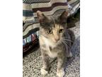 Adopt Rosie a Dilute Tortoiseshell, Domestic Short Hair