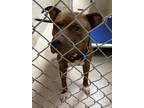Adopt 19356 a Pit Bull Terrier