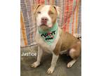 Adopt Justice a Pit Bull Terrier