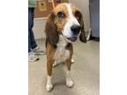 Adopt Finley a Beagle, Mixed Breed