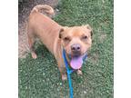 Adopt Skizzy a Pit Bull Terrier, Mixed Breed