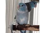 Adopt Achilles a Parrotlet