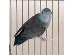 Adopt Poseidon a Parrotlet