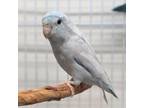 Adopt Zeus a Parrotlet