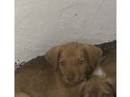 Adopt Rico a Labrador Retriever, Mixed Breed