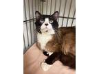 Adopt Officer Snow a Snowshoe