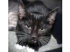 Smudge Domestic Shorthair Young Male