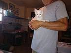 Frosty Domestic Shorthair Kitten Male