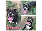 Bailey American Staffordshire Terrier Adult Female