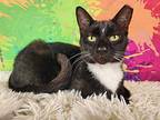 Ozzy Domestic Shorthair Young Male
